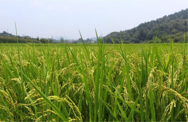 讓電商&ldquo;新農業(yè)&rdquo;催生&ldquo;網紅新農民&rdquo;