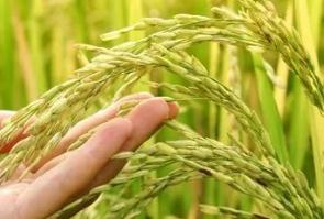 綠色大米是有機(jī)大米嗎？