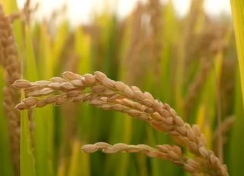 種了這么多年水稻我們知道粳稻和秈稻的區(qū)別嗎？