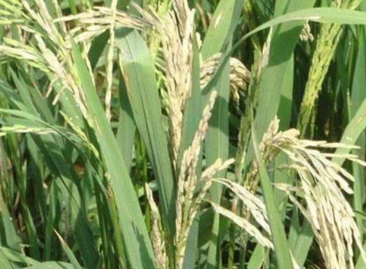 水稻穗頸瘟&ldquo;只能預(yù)防，不能治&rdquo;，肥量高、株密發(fā)生風(fēng)險(xiǎn)高