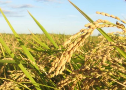 水稻進(jìn)入拔節(jié)孕穗期，農(nóng)民做好這3點(diǎn)，壯桿爭(zhēng)大穗，為高產(chǎn)打基礎(chǔ)