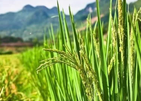 谷子抗病育種的概況