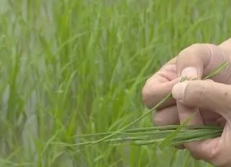 水稻，試驗成功！