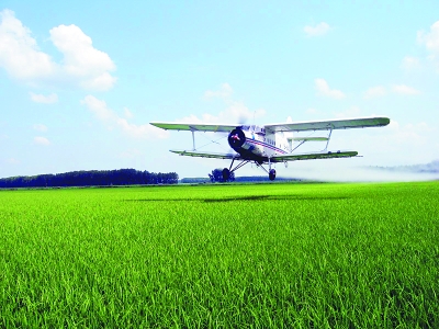 水面種水稻，試驗成功！