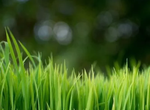 水稻高產(chǎn)栽培技術(shù)，掌握科學(xué)種植技巧，以減少病蟲害的發(fā)生