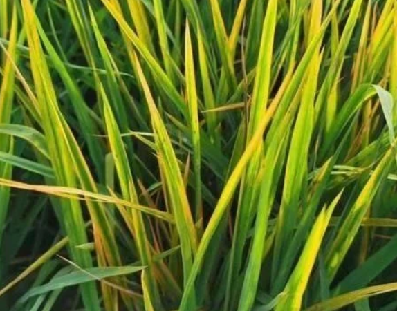 田間水稻一片&ldquo;火紅&rdquo;，細(xì)條病、赤枯病、稻瘟病如何區(qū)別防治？