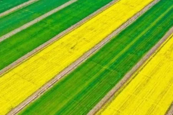 稻谷種植知識(shí)，熟知各類抗蟲藥的特點(diǎn)，做好針對(duì)性投放