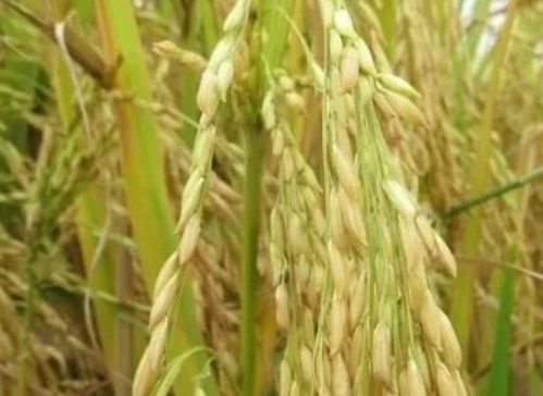 稻谷田間管理，執(zhí)行好三大原則