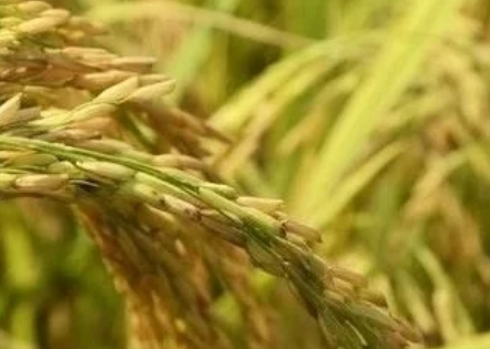 稻瘟病是水稻重要病害，簡單了解，重點時期預防