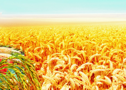 水稻種植，抽穗揚花期的稻田管理要點，這些方法您掌握了嗎？