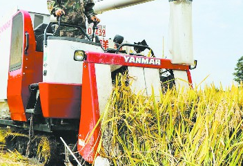 成都&ldquo;袁隆平雜交水稻科學園&rdquo;豐收啦！
